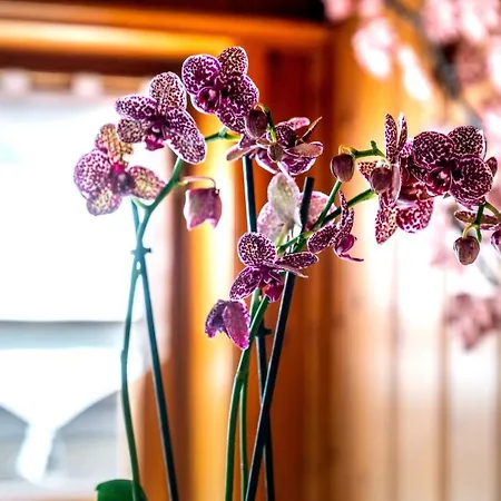 酒店 安布拉科尔蒂纳豪华时尚酒店 4*